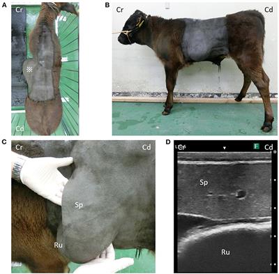 Case report: Abdominal hernia repair using a surgical wire and an autologous omental graft in a Japanese Black calf